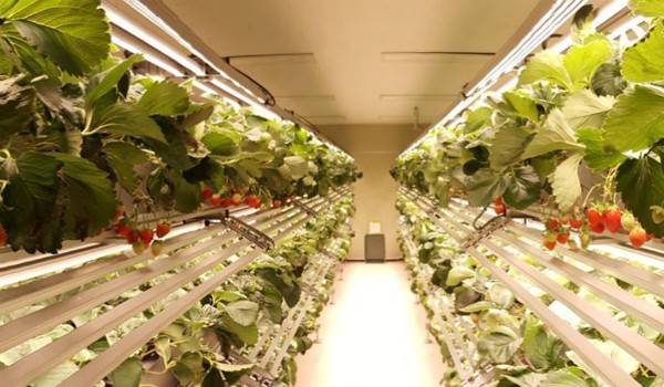 nSmart Farm Factory^I(y)Agronics